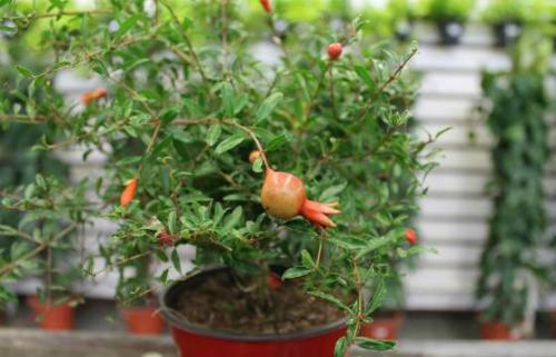Как вырастить карликовый гранат в домашних условиях: пошаговая инструкция