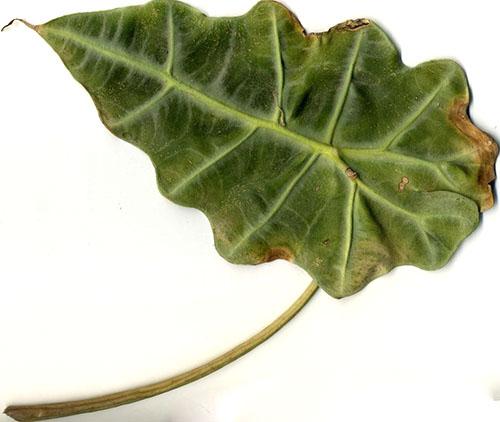 Почему желтеют листья у Алоказии Полли. Причины появления различных пятен на листьях алоказии и как с этим бороться