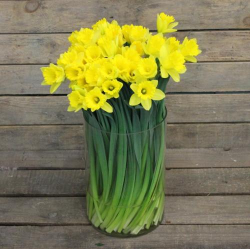 Луковичные комнатные растения фото и названия