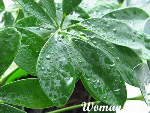 Циркон для шефлеры. Цветок Шефлера. Виды