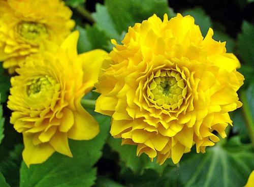 Калужница мультиплекс. Яркие краски сада в калужнице болотной