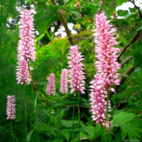 Корень змеевика в гинекологии. Змеевик (раковые шейки)