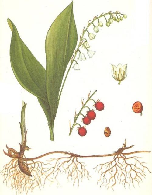 Ландыш корневая система. Ландыш – описание, внешний вид, строение, характеристика.