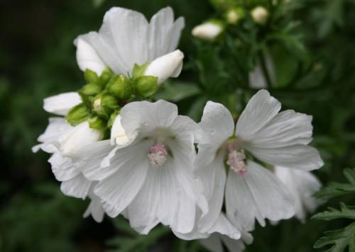 Мальва мускусная