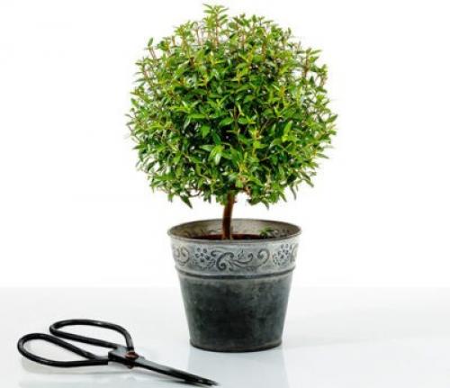 Мирт чернеют листья. Болезни