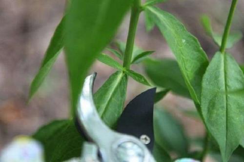 Обрезка флоксов весной. Как правильно обрезать флоксы после цветения – практическое руководство для новичков