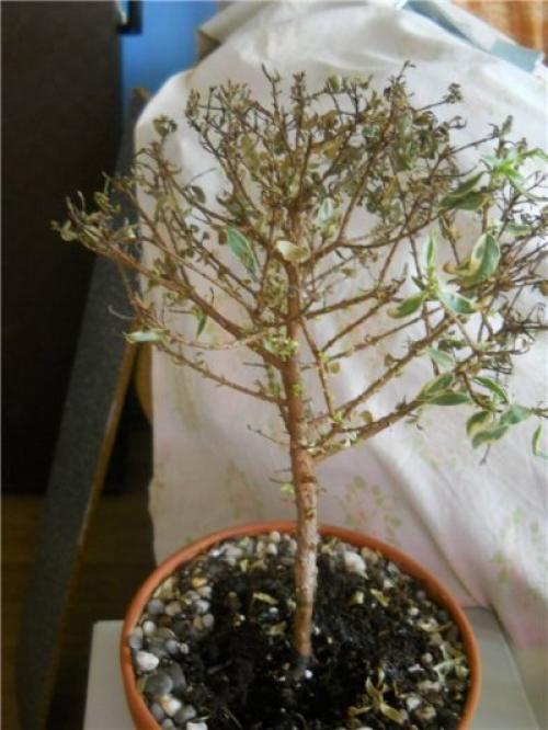 Мирт чернеют листья. Болезни