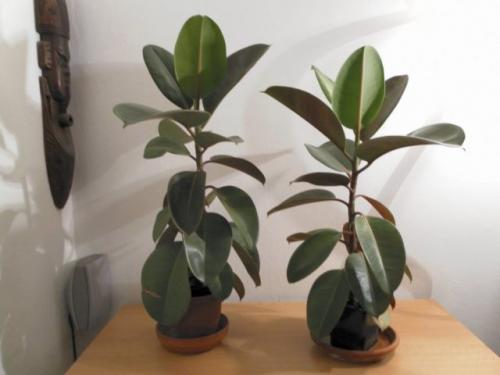 Фикус каучуконосный: сорта, уход, размножение