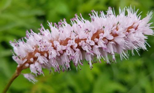 Горец змеиный семейство. Горец змеиный описание растения