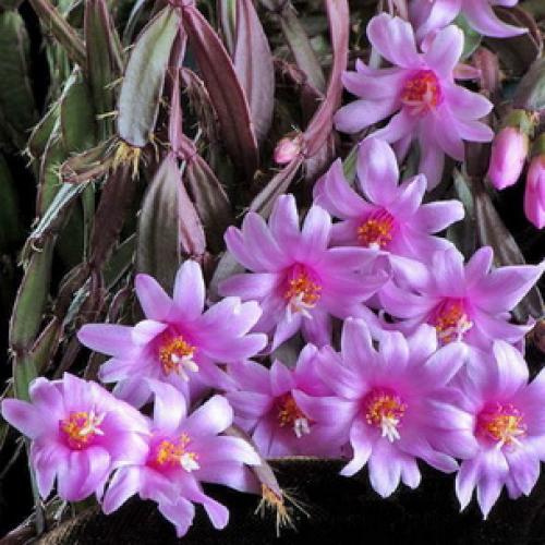 Хатиора розовая. Виды хатиоры и фото комнатного цветка в период цветения