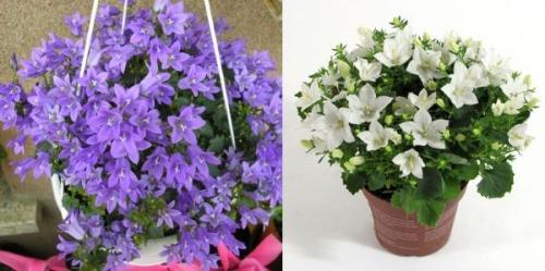 Кампанула жених и невеста 