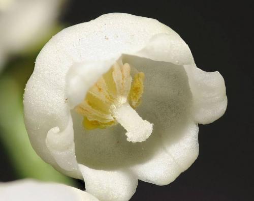 Ландыш корневая система. Ландыш – описание, внешний вид, строение, характеристика.