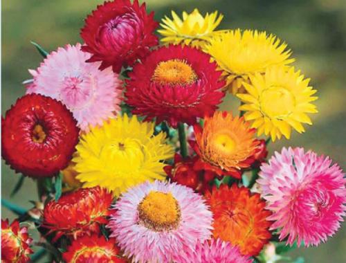 Сухоцвет гелихризум