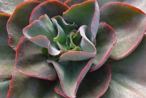 Эхеверия миранда. Виды эхеверий для комнатного цветоводства