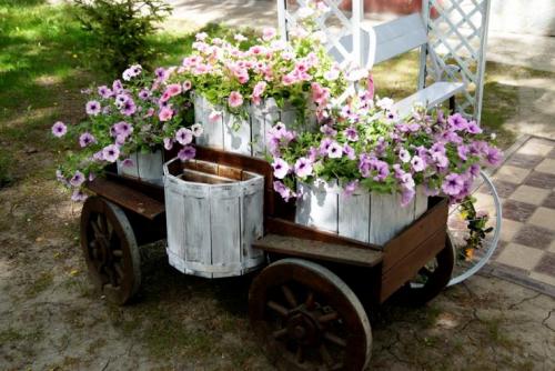 Правильное черенкование петунии. Черенкование петунии