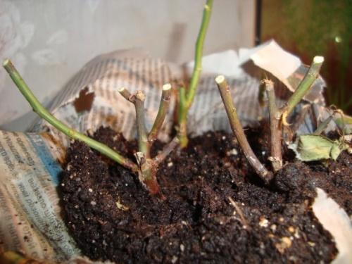 Комнатная Роза сохнут листья. Спасаем розу в горшке от усыхания