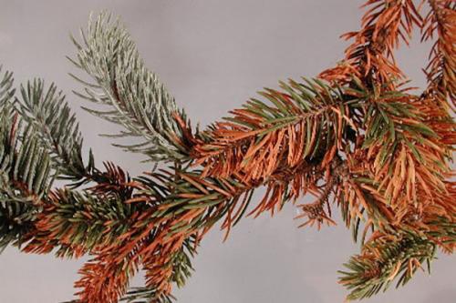 Лечение болезни хвойных шютте. Самые распространенные болезни елей и их лечение