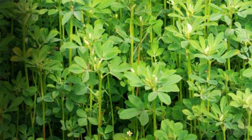 Малораспространенные овощные культуры. Пажитник сенной