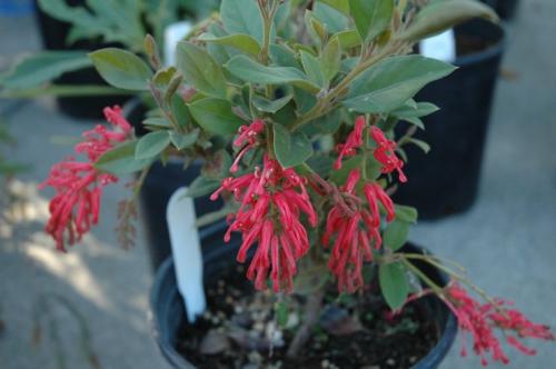 Гревиллея можжевеловая. Гревиллея