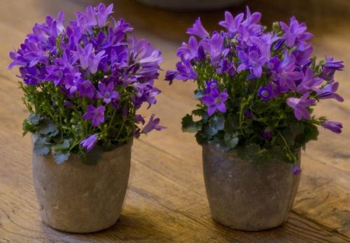 Кампанула жених и невеста 