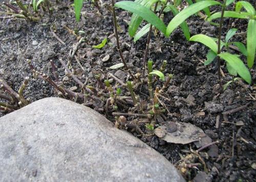 Когда садить флоксы многолетние семена. Выращивание многолетних флоксов из семян