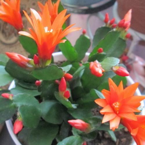 Хатиора розовая. Виды хатиоры и фото комнатного цветка в период цветения