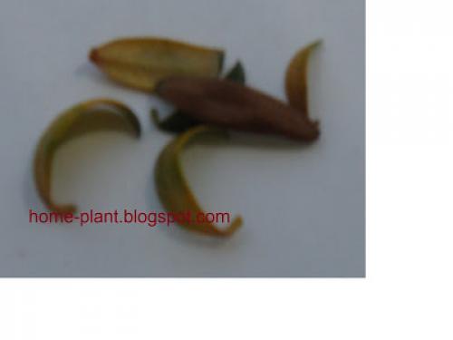 Мирт: почему желтеют листья?