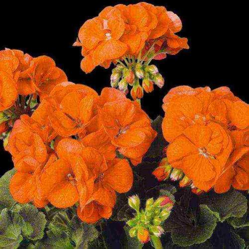 Герань красно-бурая Samobor. Самые редкие разновидности