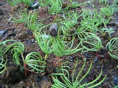 Посадить кедр из шишки. Как вырастить кедр из орешка в домашних условиях