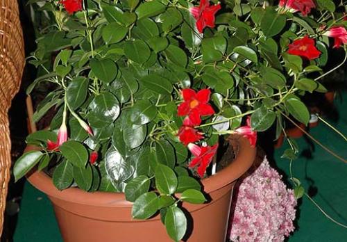 Коричневые пятна на листьях дипладении. Дипладения, Мандевилла (Dipladenia, Mandevilla)