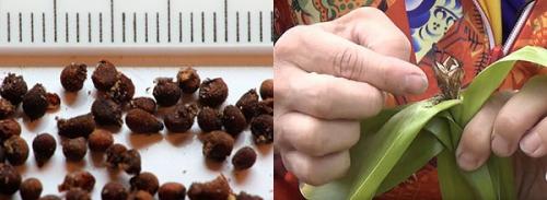 Лечебные свойства безвременника осеннего — когда яд становится лекарством для больных раком