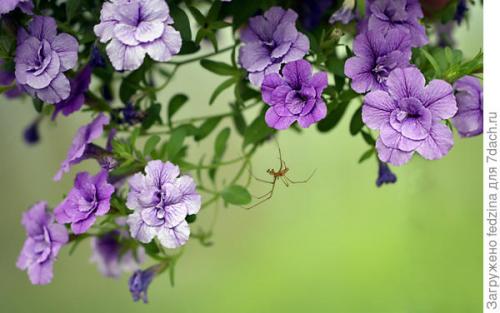 Калибрахоа лучшие сорта. Махровая калибрахоа