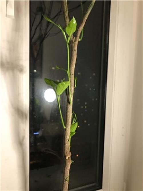 Почему апельсиновое дерево сбрасывает листья. #662 neodyme1