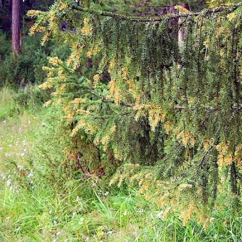 Ржавчина хвои ели меры борьбы. Ржавчина хвои ели / Золотистая ржавчина хвои ели