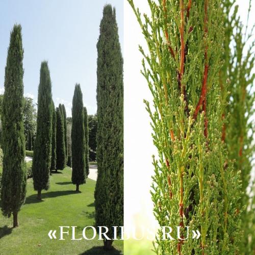 Кипарис Голдкрест Вилма в открытом грунте. Купрессус голд вилма, голдкрест и микрокарпа