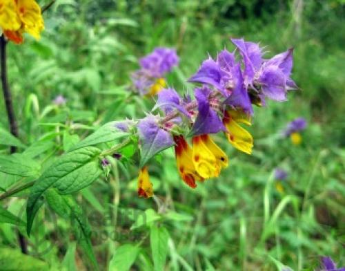 Марьянник дубравный (Melampyrum nemorosum)