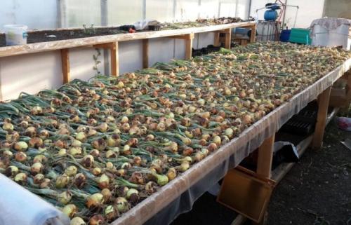 Обработка лука после уборки. Лучшее для лука — правильно сушим после уборки и тщательно готовим к долгому зимнему хранению выкопанный урожай