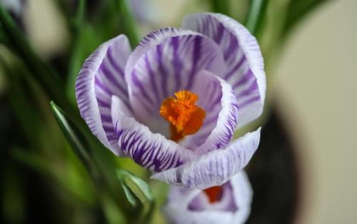 Крокус уход. Крокус