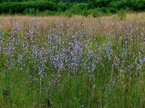 Колокольчик рапунцель съедобный. 