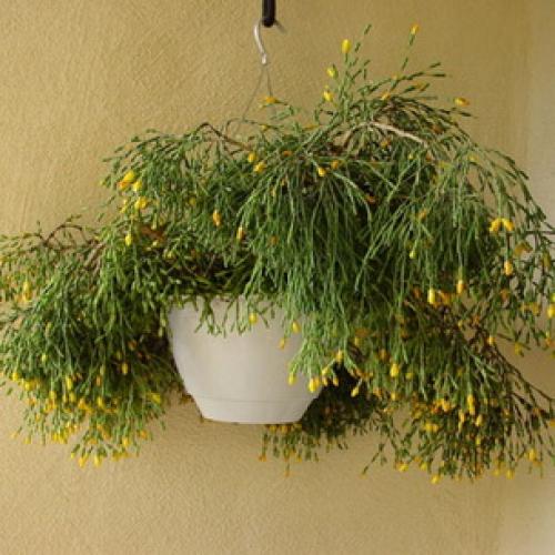 Хатиора розовая. Виды хатиоры и фото комнатного цветка в период цветения