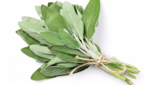 Чабер розмарин. Как правильно использовать пряные травы