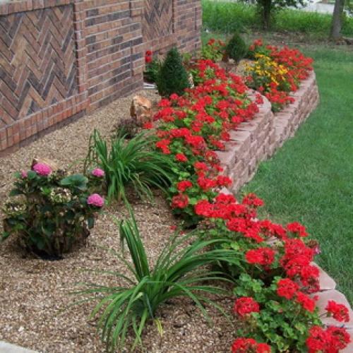 Герань садовая красно-бурая. Садовая герань в ландшафтном дизайне участка (с фото)