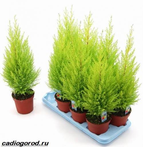 Кипарис Голдкрест Вилма в домашних условиях. Купрессус растение. Описание, особенности, виды и уход за купрессусом