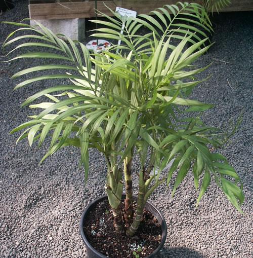 Хамедорея изящная