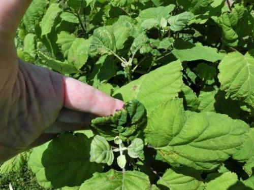 У гортензии скручиваются края листьев. Чернеют кончики листьев гортензии, засыхают и сворачиваются. Даже не зацвели.