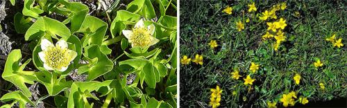 Caltha palustris Multiplex plena. Виды, подвиды и сорта калужницы