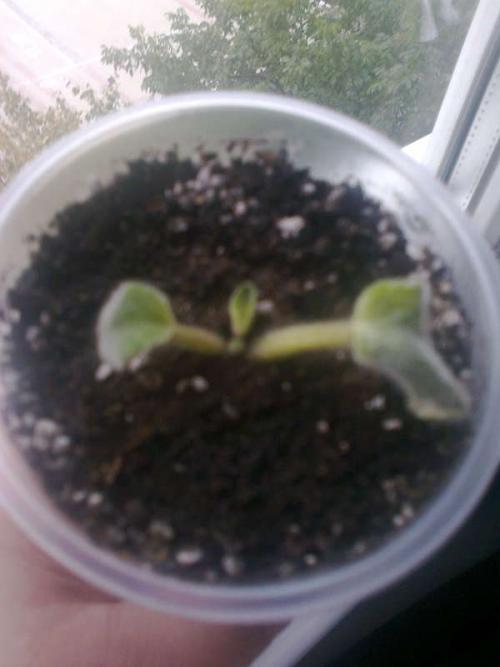 Почему у фиалок твердеют листья. Листья сенполии информируют о проблеме