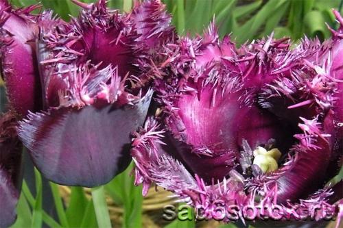 Тюльпаны. Бахромчатые