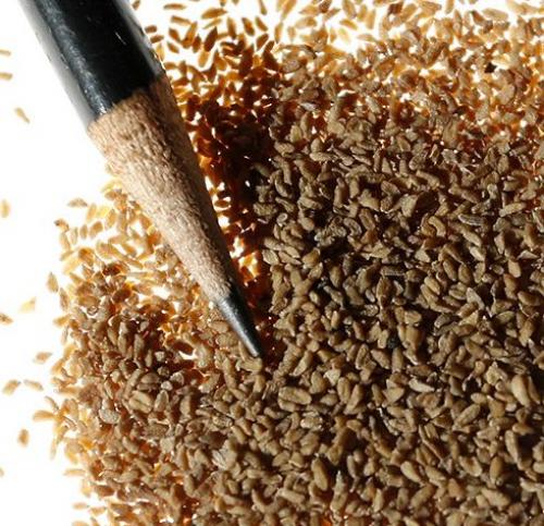 Размножение флоксов семенами. Как размножаются флоксы