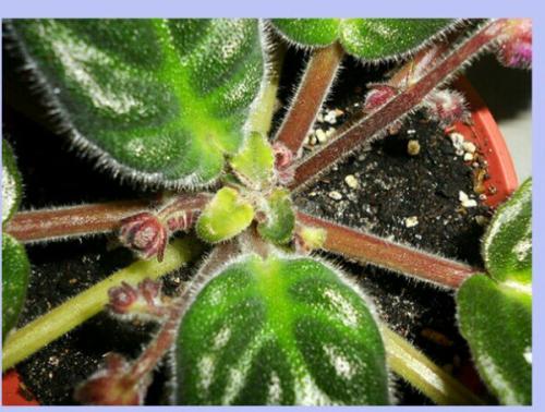 Почему у фиалки очень плотная розетка. Причины загущения центра розетки